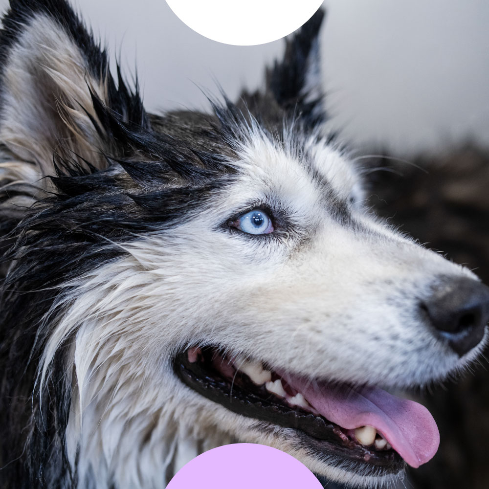 Bark N Bubbles Dog Grooming