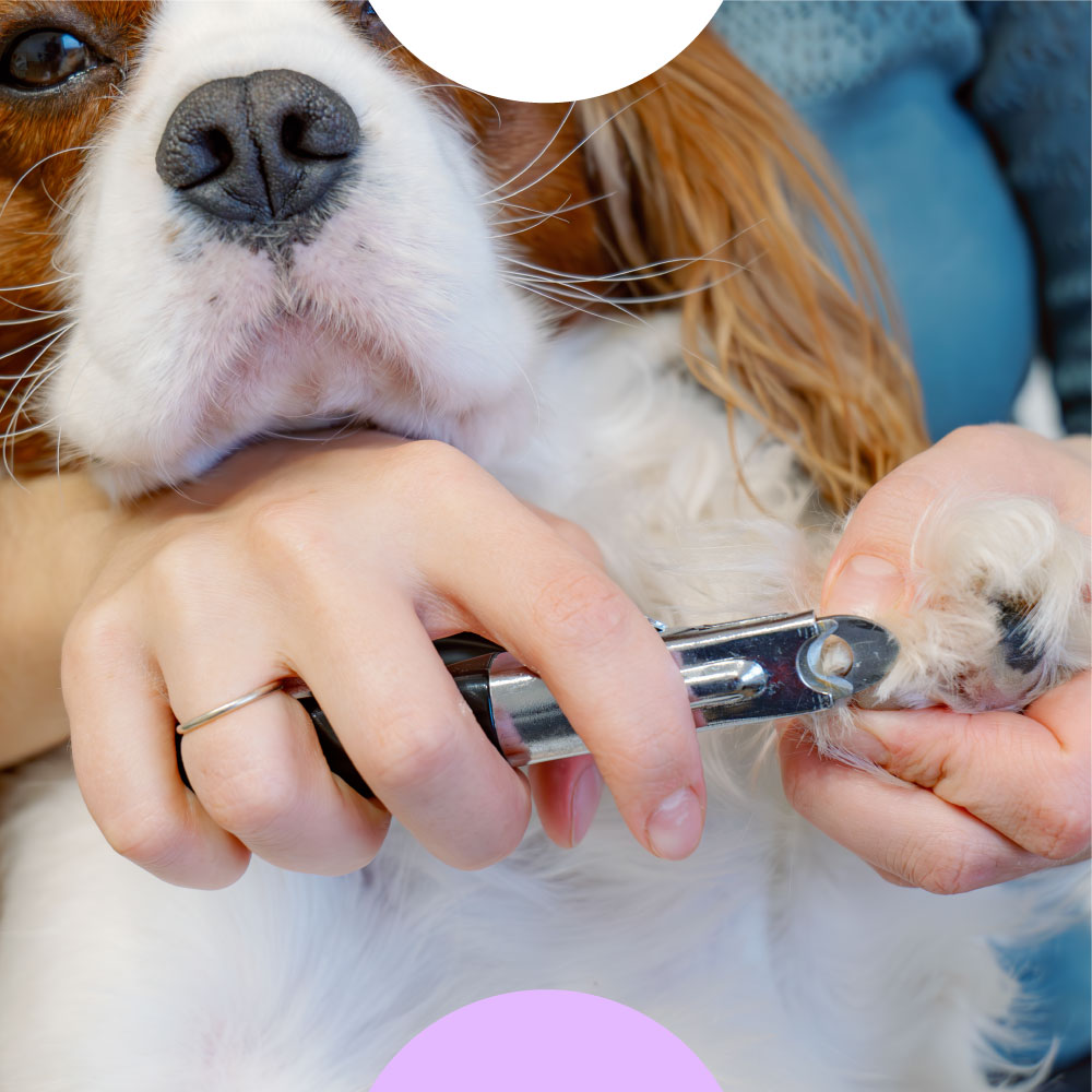 Bark N Bubbles Dog Grooming